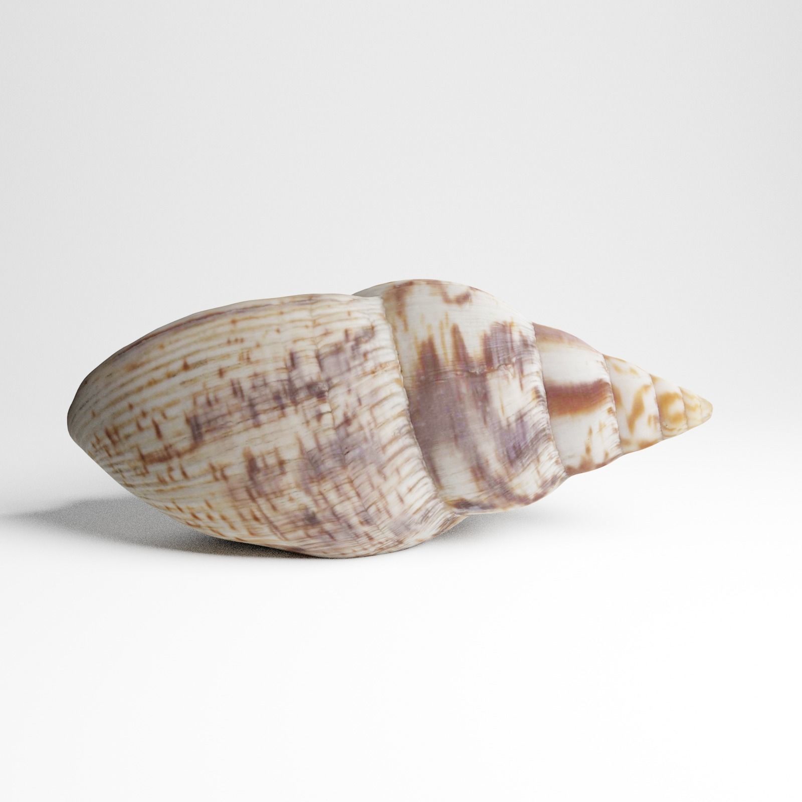 Seashell from Mozambique 3d Scan 3D model_16