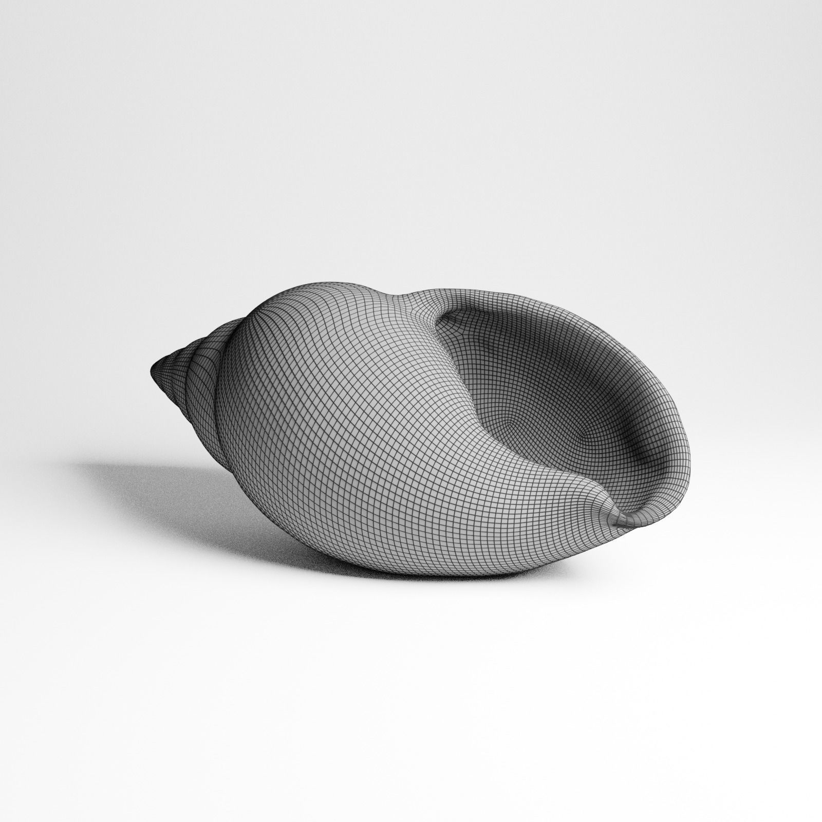 Seashell from Mozambique 3d Scan 3D model_2