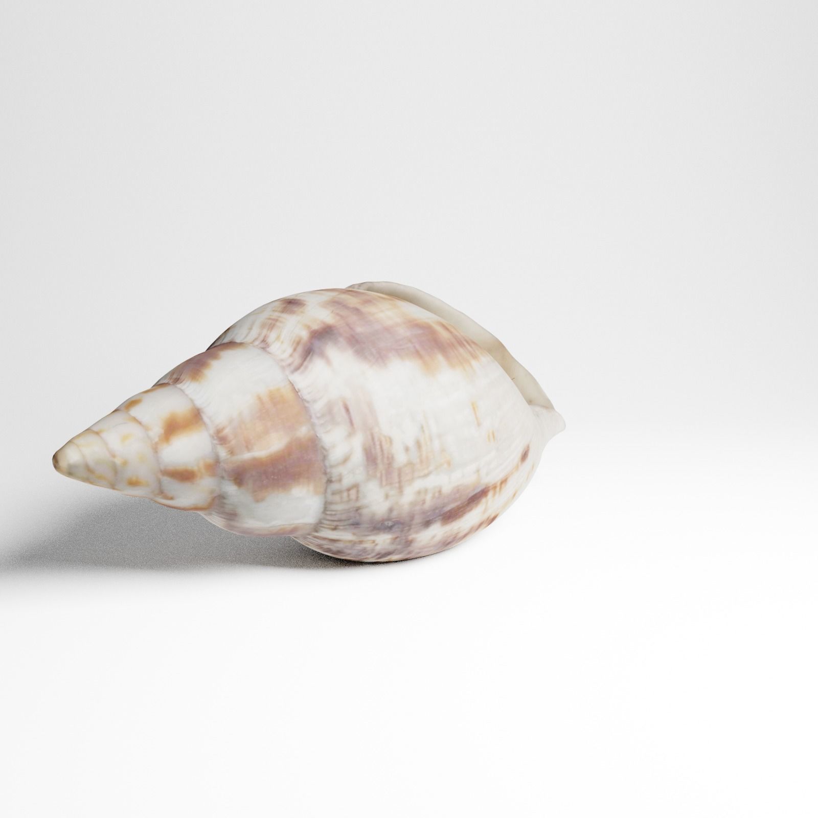 Seashell from Mozambique 3d Scan 3D model_11