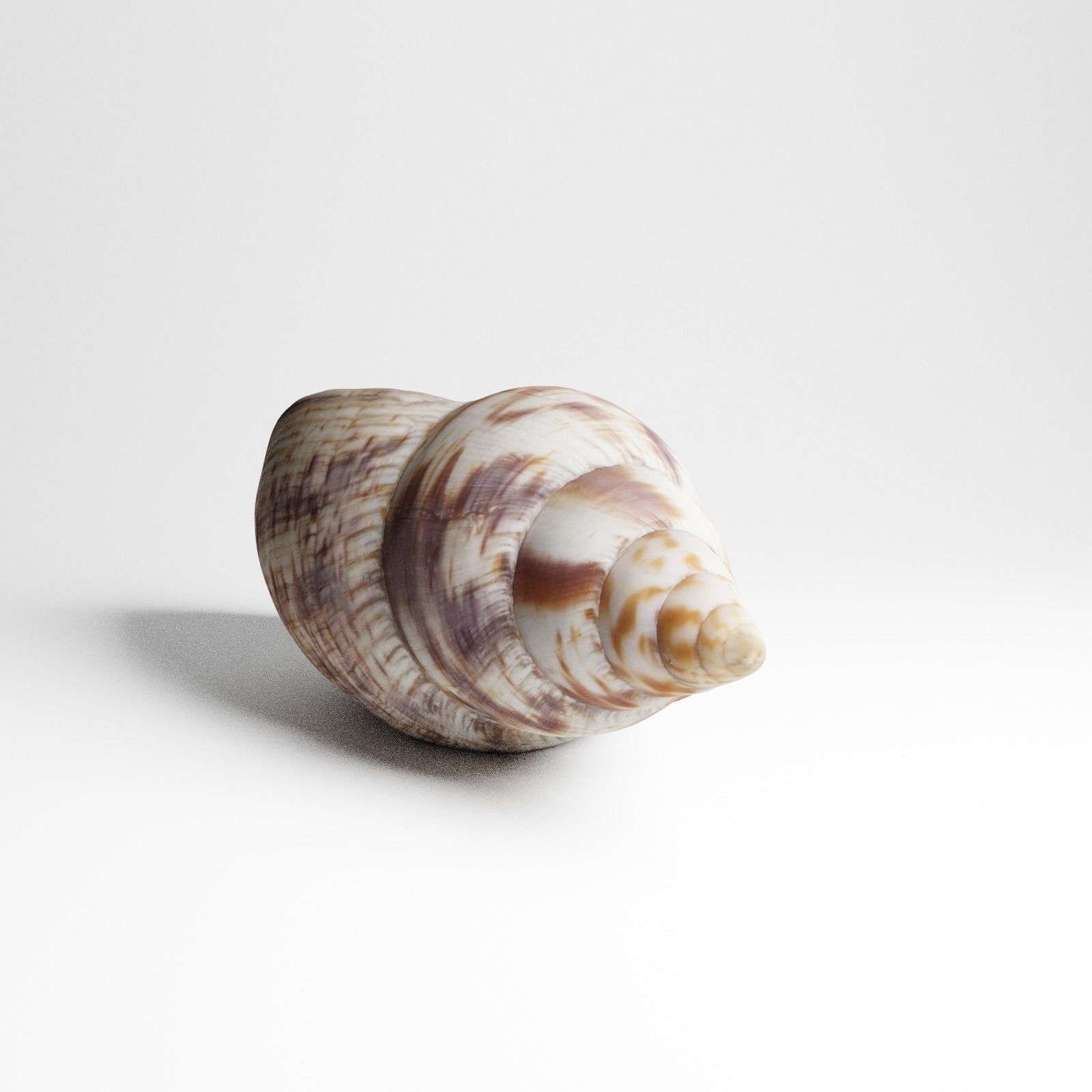 Seashell from Mozambique 3d Scan 3D model_14