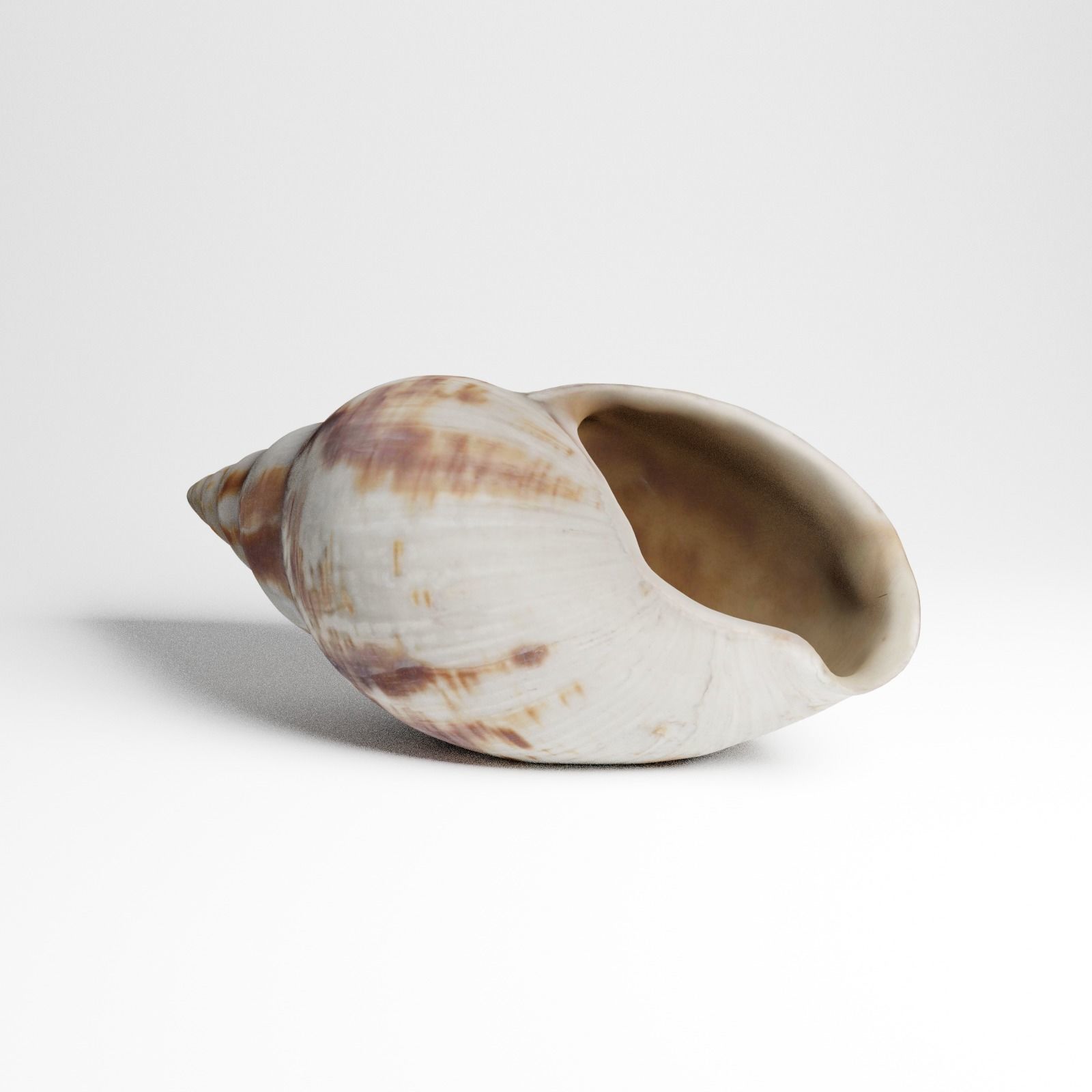 Seashell from Mozambique 3d Scan 3D model_6