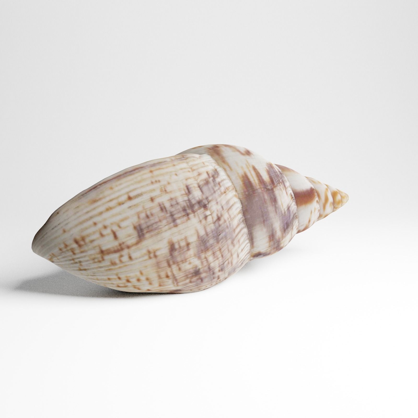 Seashell from Mozambique 3d Scan 3D model_17