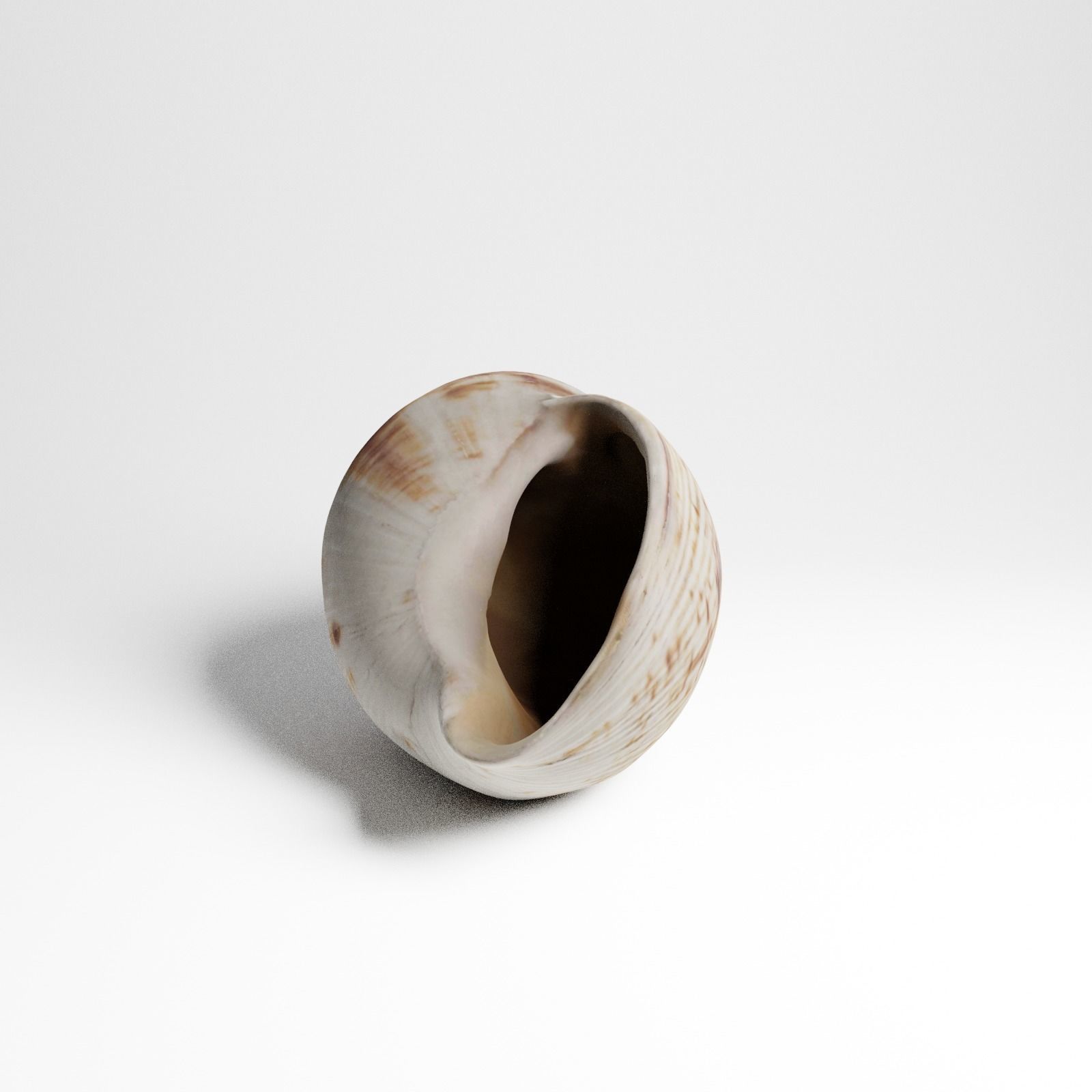 Seashell from Mozambique 3d Scan 3D model_20