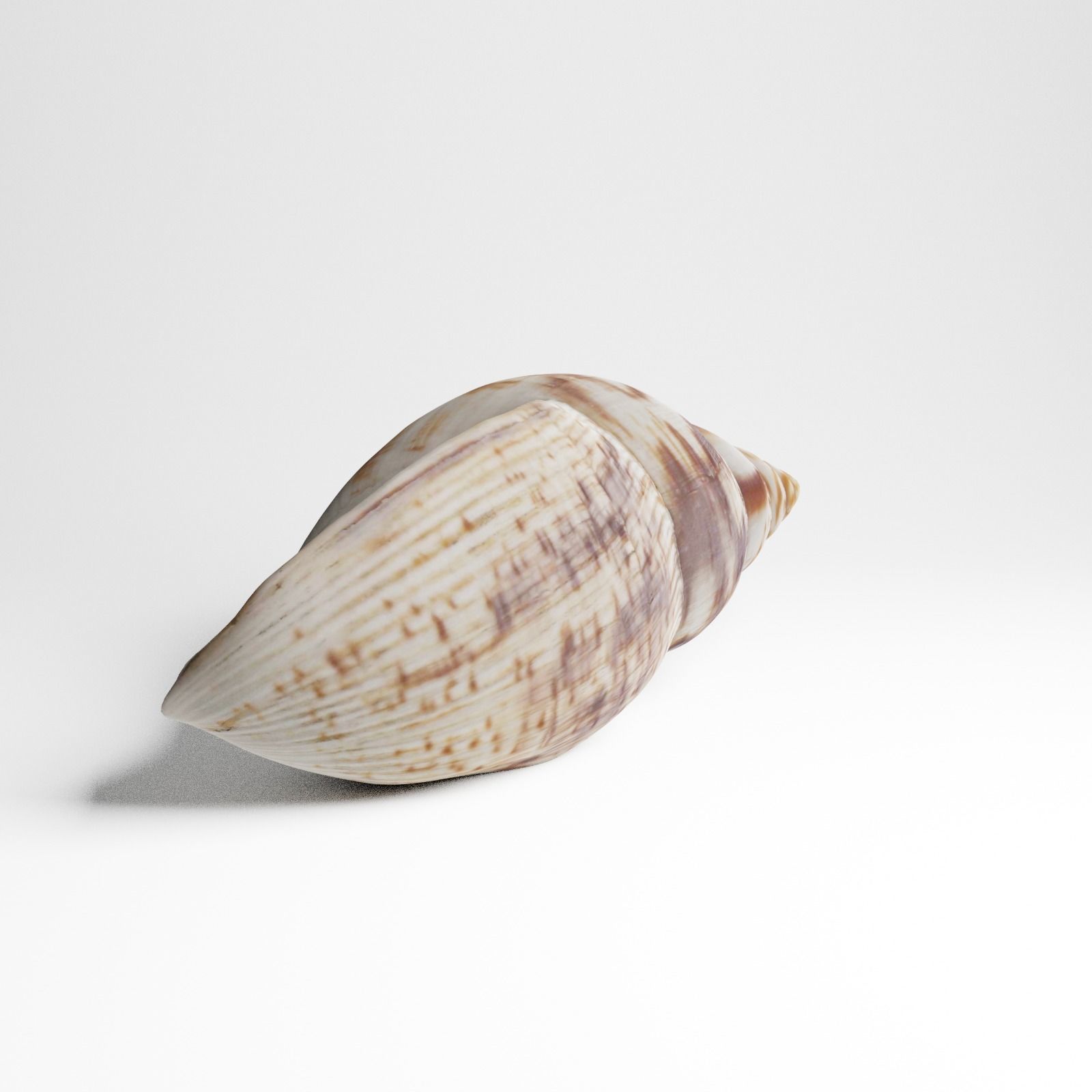 Seashell from Mozambique 3d Scan 3D model_18