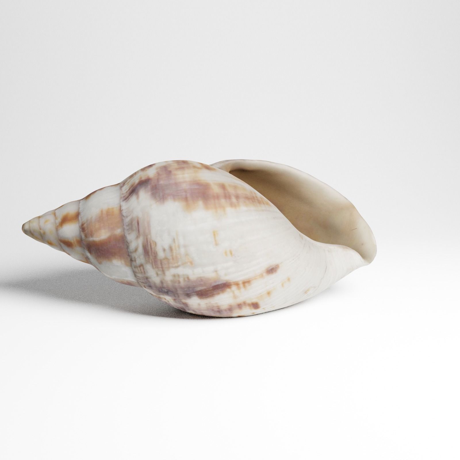Seashell from Mozambique 3d Scan 3D model_9