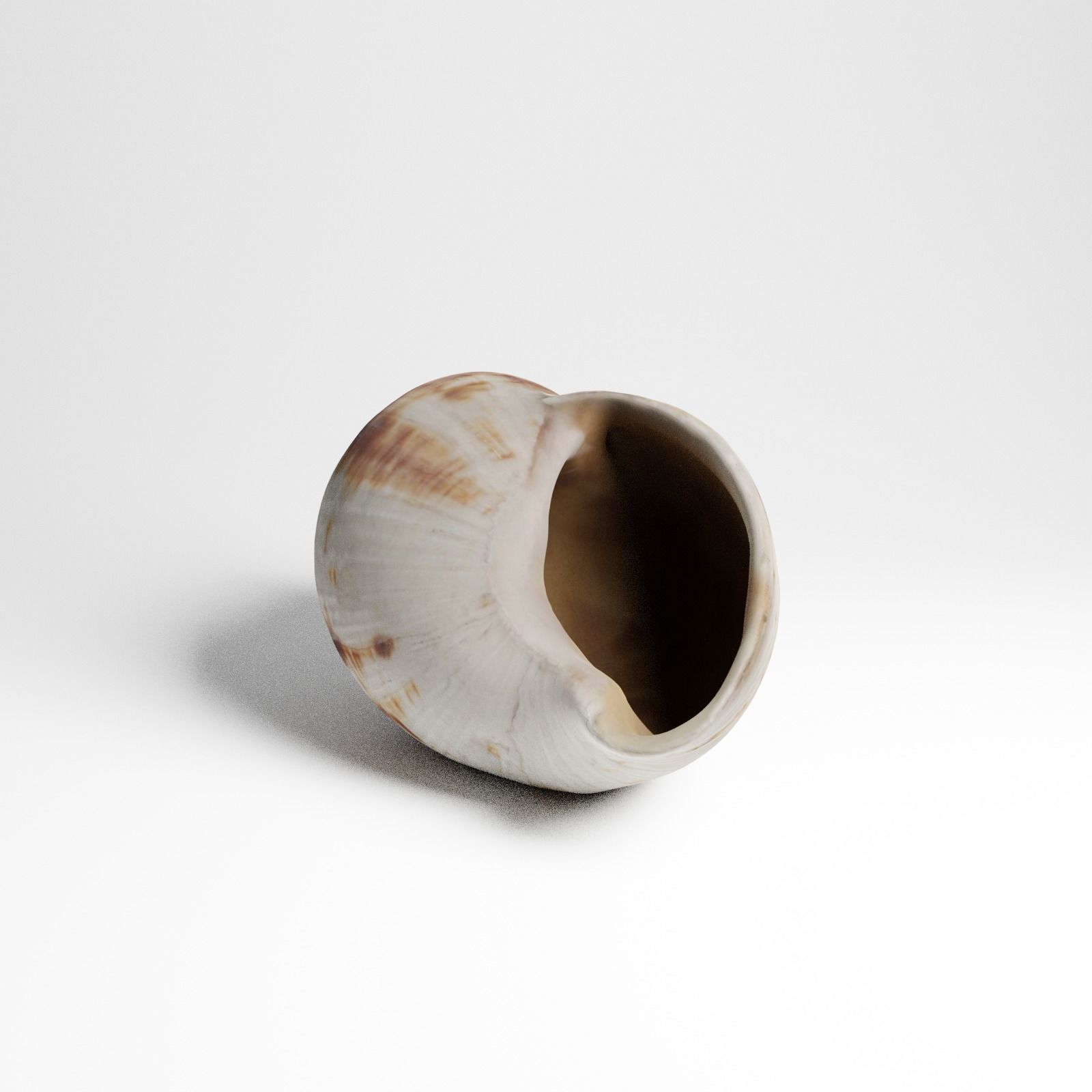 Seashell from Mozambique 3d Scan 3D model_21