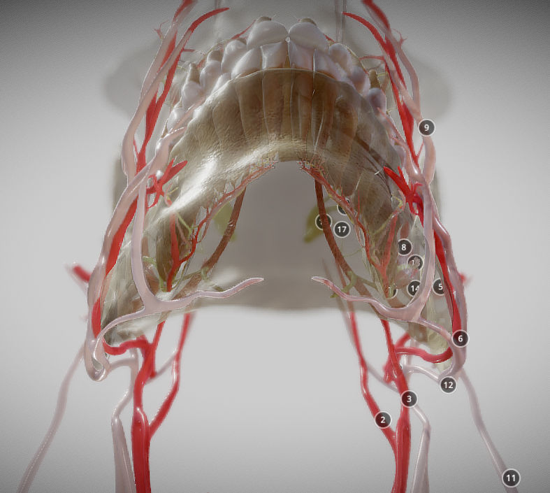 Orofacial anatomy with blood and nerve supply Low-poly 3D model_11