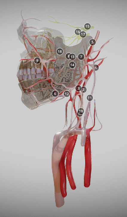 Orofacial anatomy with blood and nerve supply Low-poly 3D model_2