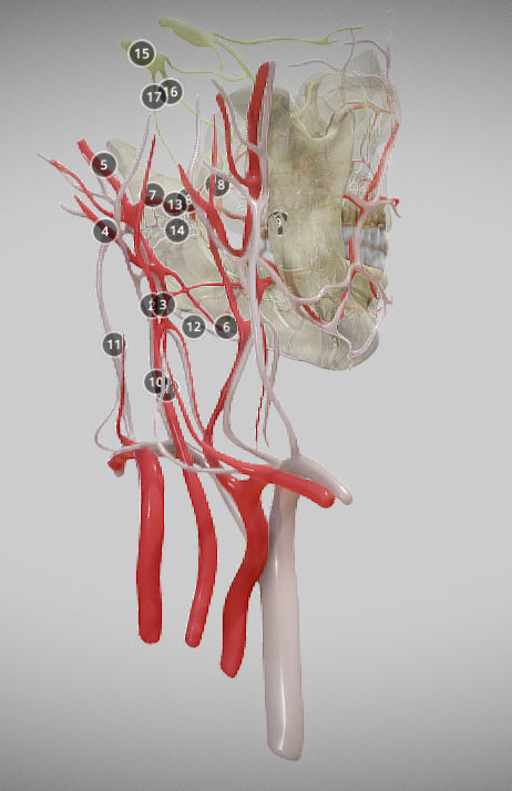 Orofacial anatomy with blood and nerve supply Low-poly 3D model_7