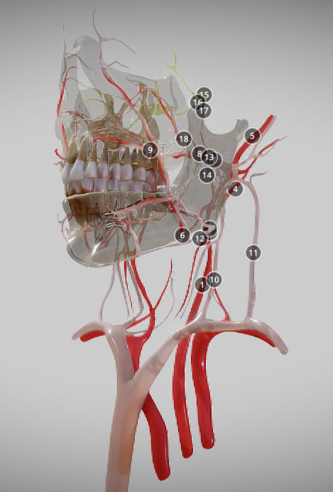 Orofacial anatomy with blood and nerve supply Low-poly 3D model_1