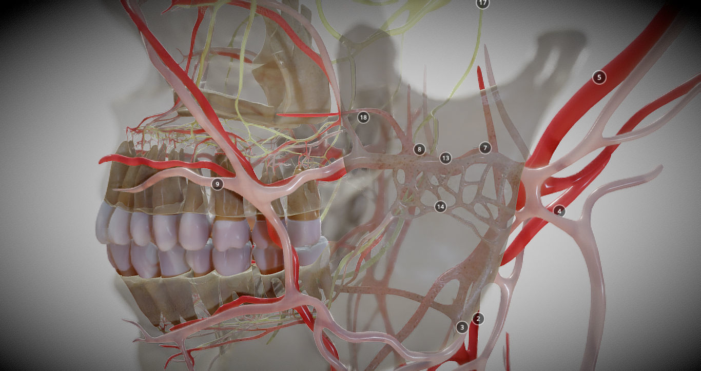 Orofacial anatomy with blood and nerve supply Low-poly 3D model_15