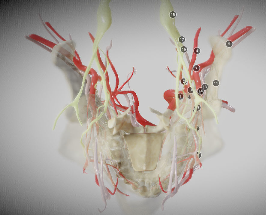 Orofacial anatomy with blood and nerve supply Low-poly 3D model_3