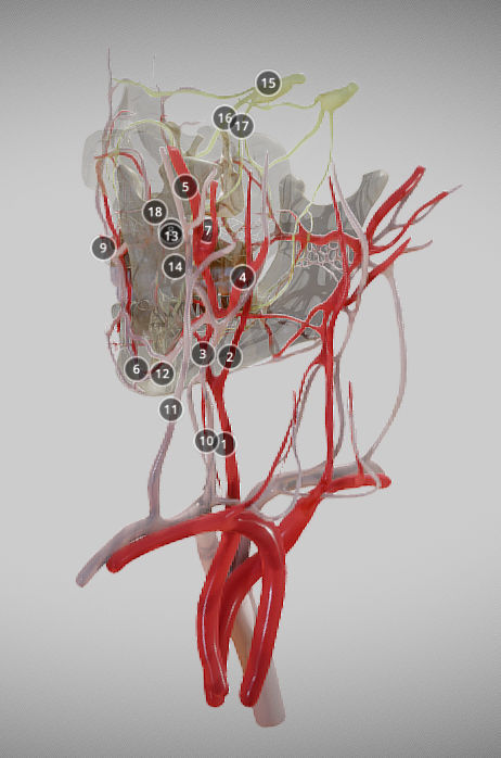Orofacial anatomy with blood and nerve supply Low-poly 3D model_4
