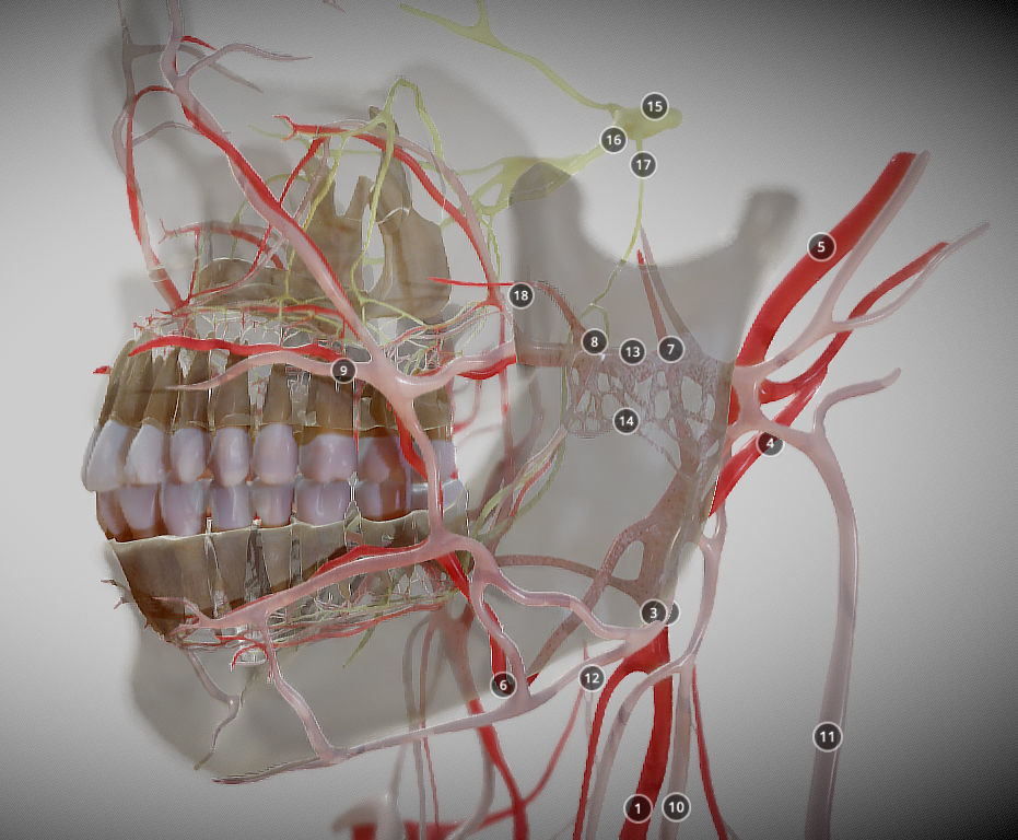 Orofacial anatomy with blood and nerve supply Low-poly 3D model_9