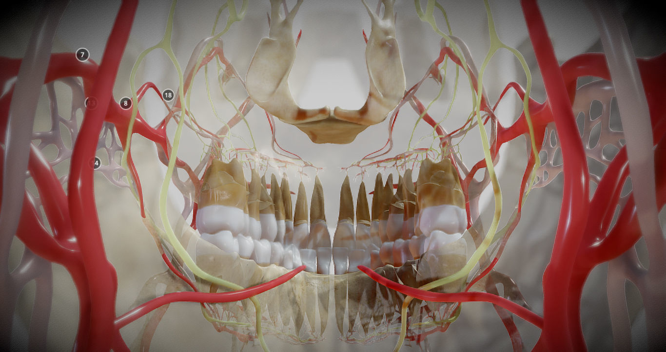 Orofacial anatomy with blood and nerve supply Low-poly 3D model_13