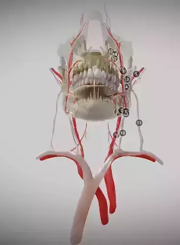 Orofacial anatomy with blood and nerve supply Low-poly 3D model