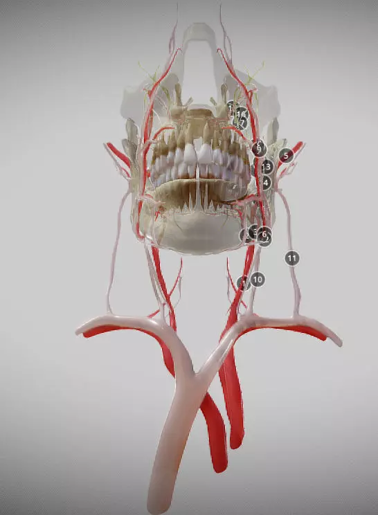 Orofacial anatomy with blood and nerve supply Low-poly 3D model_0