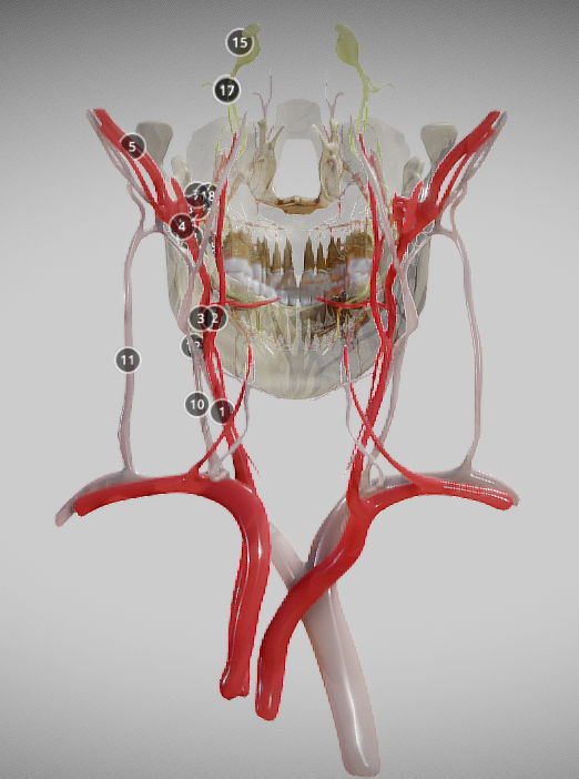 Orofacial anatomy with blood and nerve supply Low-poly 3D model_6