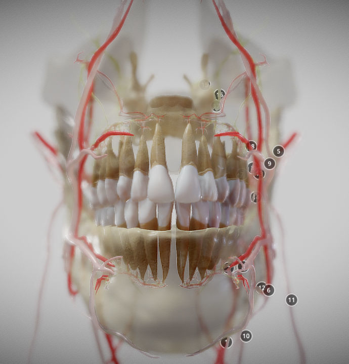 Orofacial anatomy with blood and nerve supply Low-poly 3D model_8