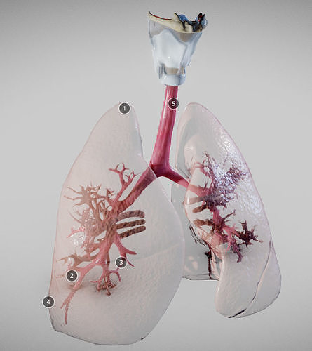 Pulmonary System Whole 3D model