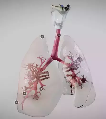 Pulmonary System Whole 3D model