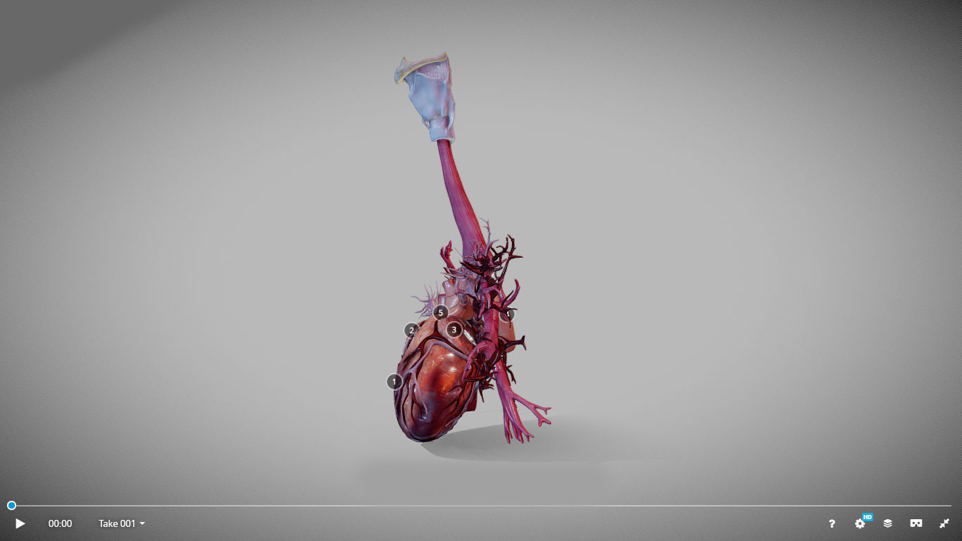 Heart Animated And Bronchial Airways Low-poly 3D model_6