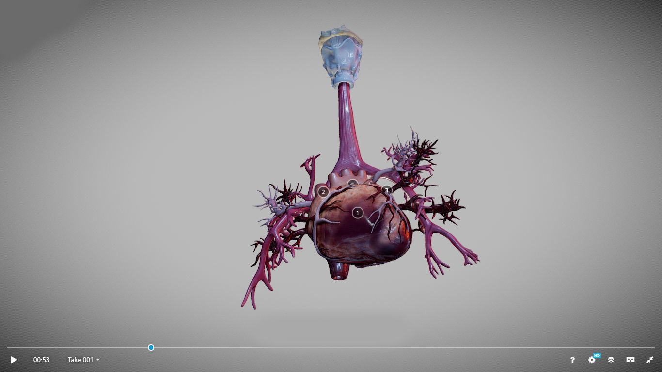 Heart Animated And Bronchial Airways Low-poly 3D model_18