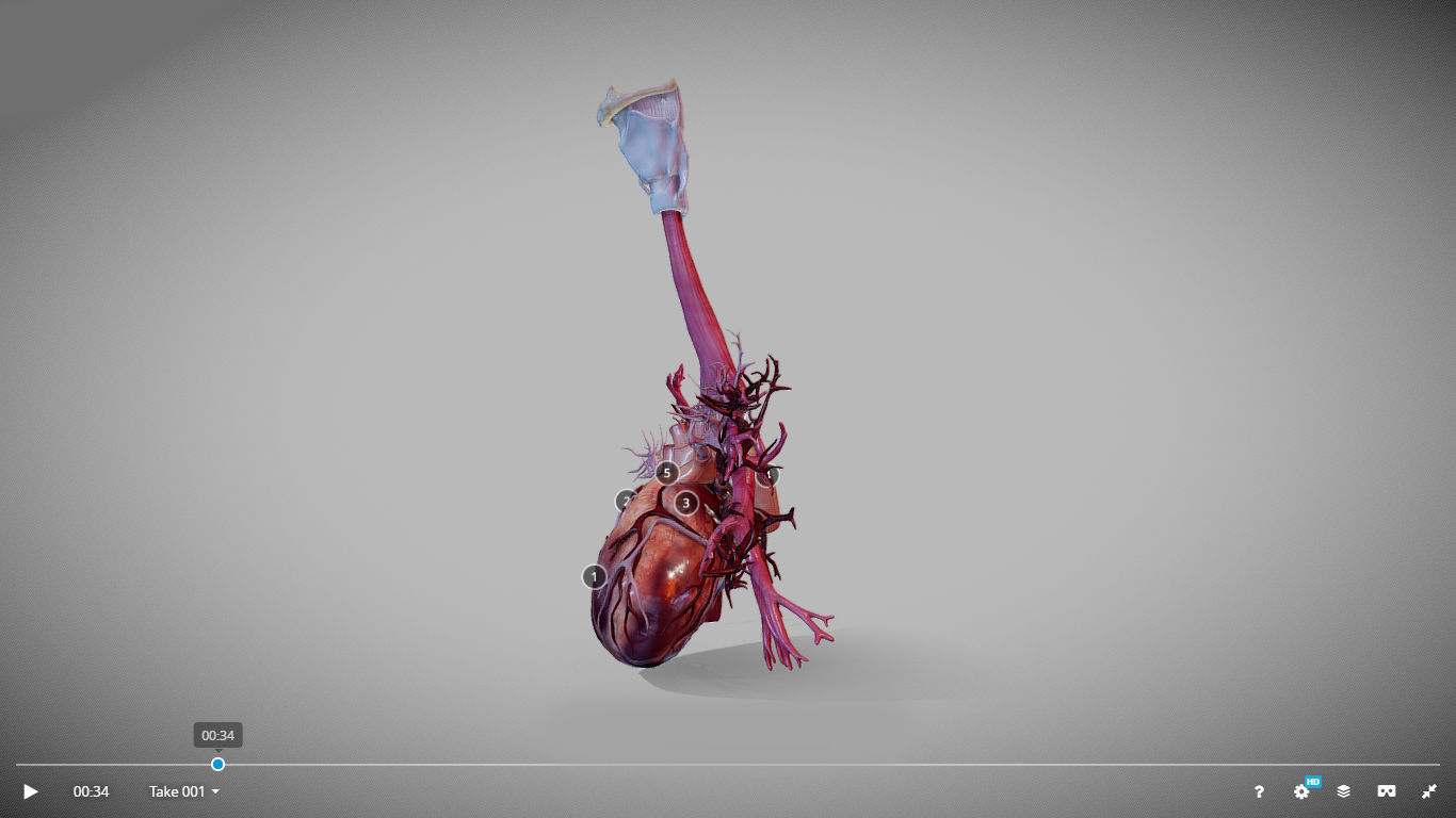 Heart Animated And Bronchial Airways Low-poly 3D model_7