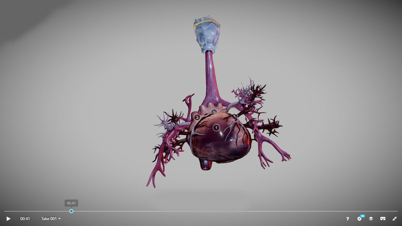 Heart Animated And Bronchial Airways Low-poly 3D model_17