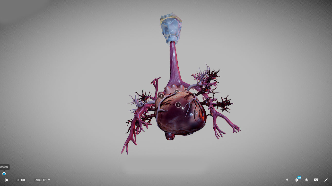 Heart Animated And Bronchial Airways Low-poly 3D model_15