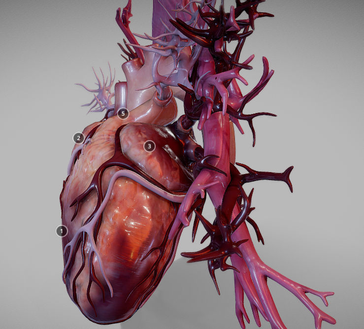 Heart Animated And Bronchial Airways Low-poly 3D model_20