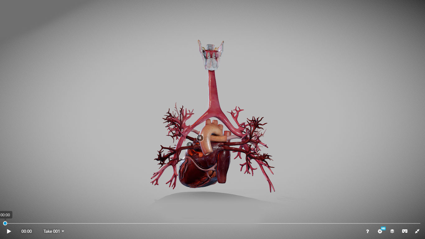 Heart Animated And Bronchial Airways Low-poly 3D model_8