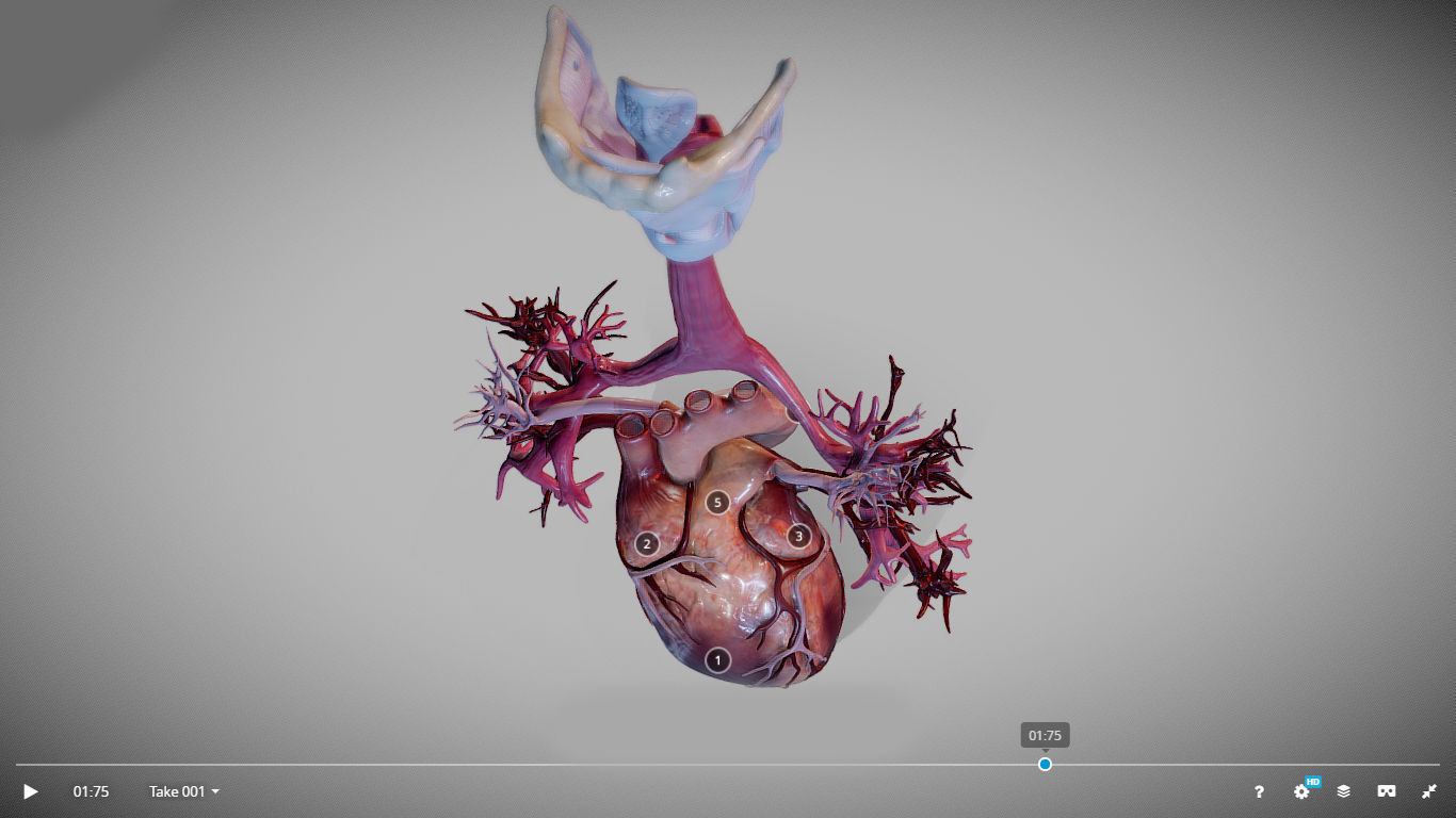 Heart Animated And Bronchial Airways Low-poly 3D model_13
