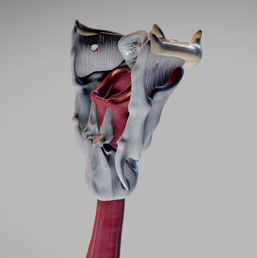 Heart Animated And Bronchial Airways Low-poly 3D model_24