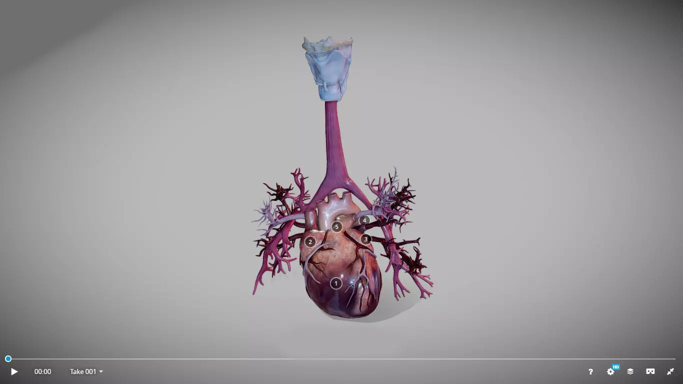 Heart Animated And Bronchial Airways Low-poly 3D model_1