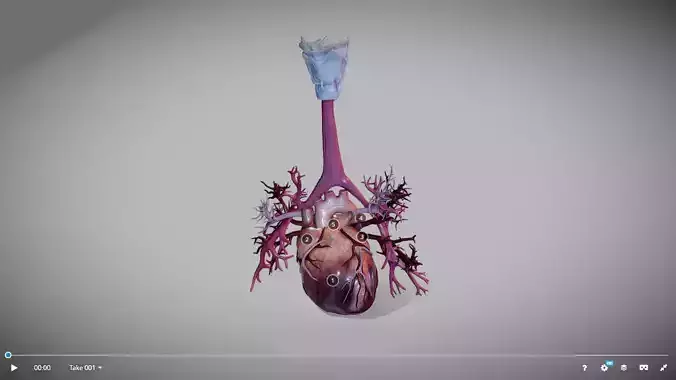 Heart Animated And Bronchial Airways