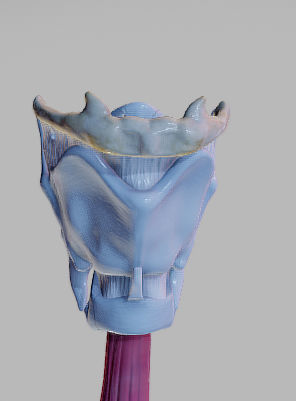 Heart Animated And Bronchial Airways Low-poly 3D model_25