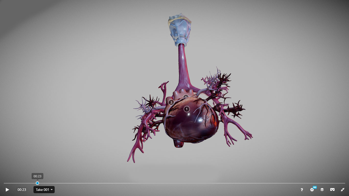 Heart Animated And Bronchial Airways Low-poly 3D model_16