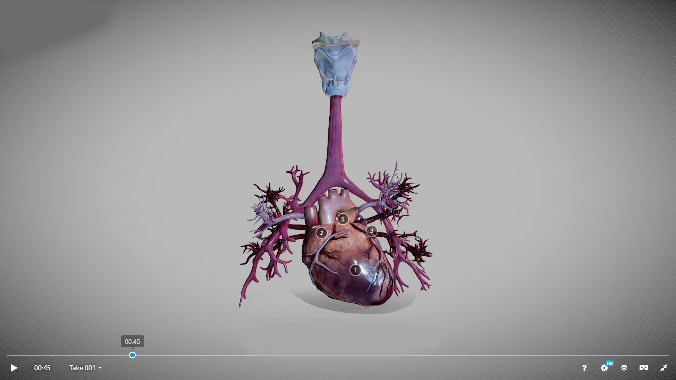 Heart Animated And Bronchial Airways Low-poly 3D model_3