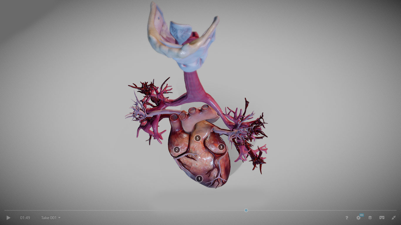 Heart Animated And Bronchial Airways Low-poly 3D model_12