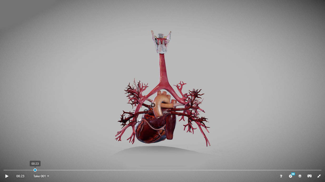 Heart Animated And Bronchial Airways Low-poly 3D model_10