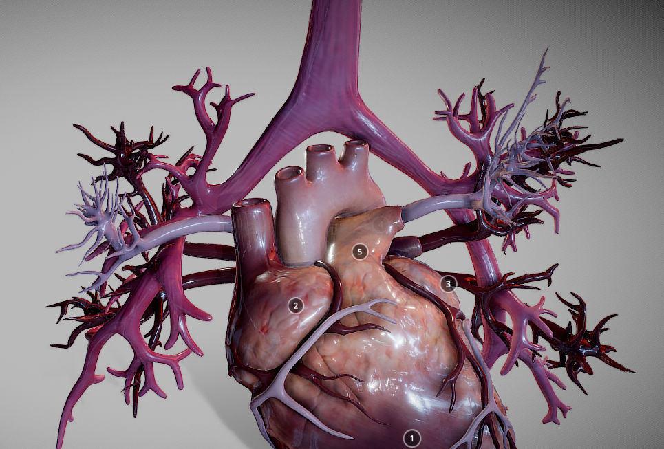 Heart Animated And Bronchial Airways Low-poly 3D model_19