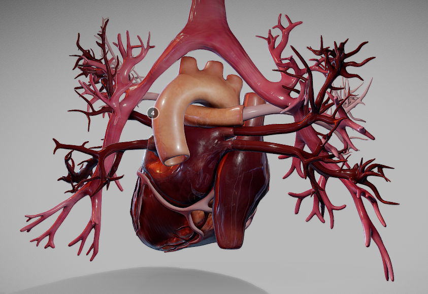 Heart Animated And Bronchial Airways Low-poly 3D model_21