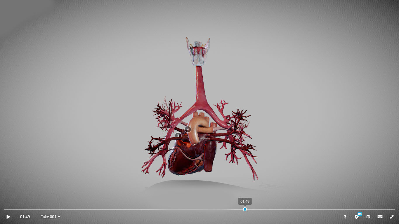 Heart Animated And Bronchial Airways Low-poly 3D model_11