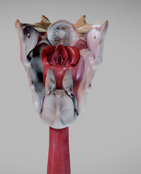 Heart Animated And Bronchial Airways Low-poly 3D model_23