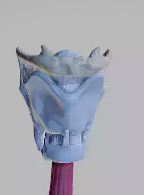 Heart Animated And Bronchial Airways Low-poly 3D model