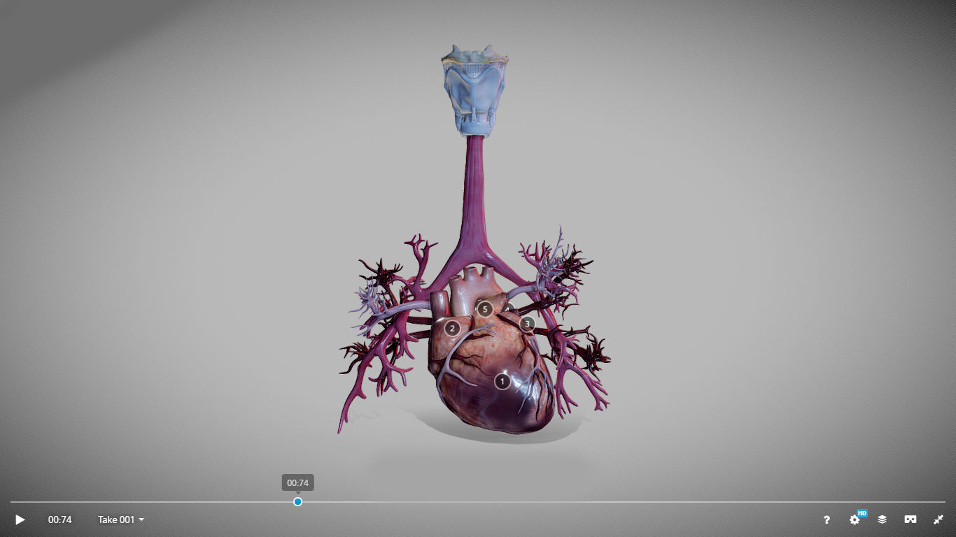 Heart Animated And Bronchial Airways Low-poly 3D model_4