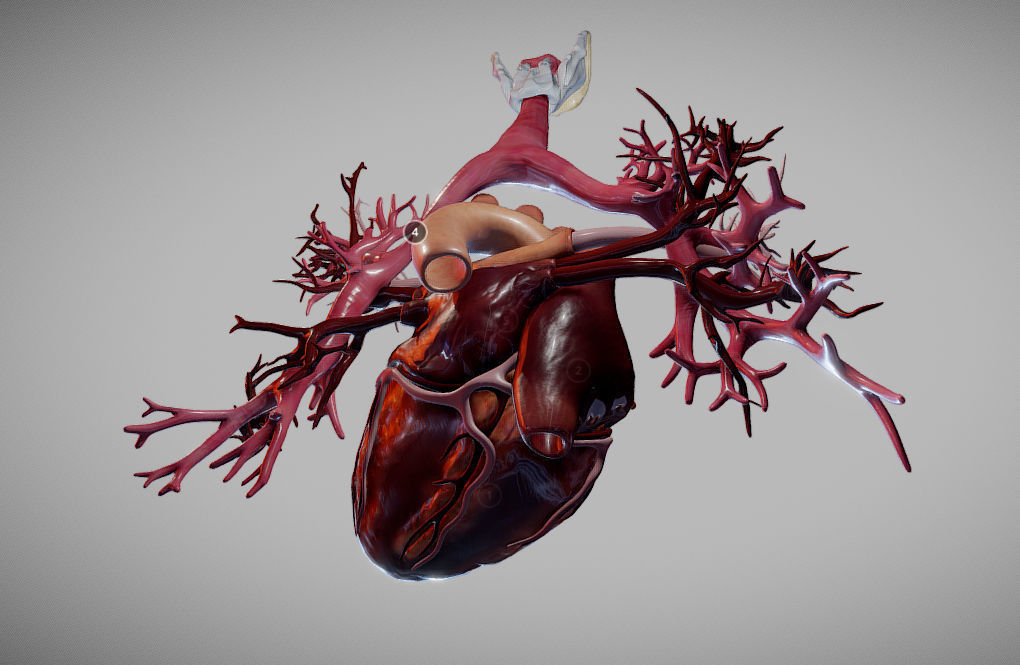 Heart Animated And Bronchial Airways Low-poly 3D model_22