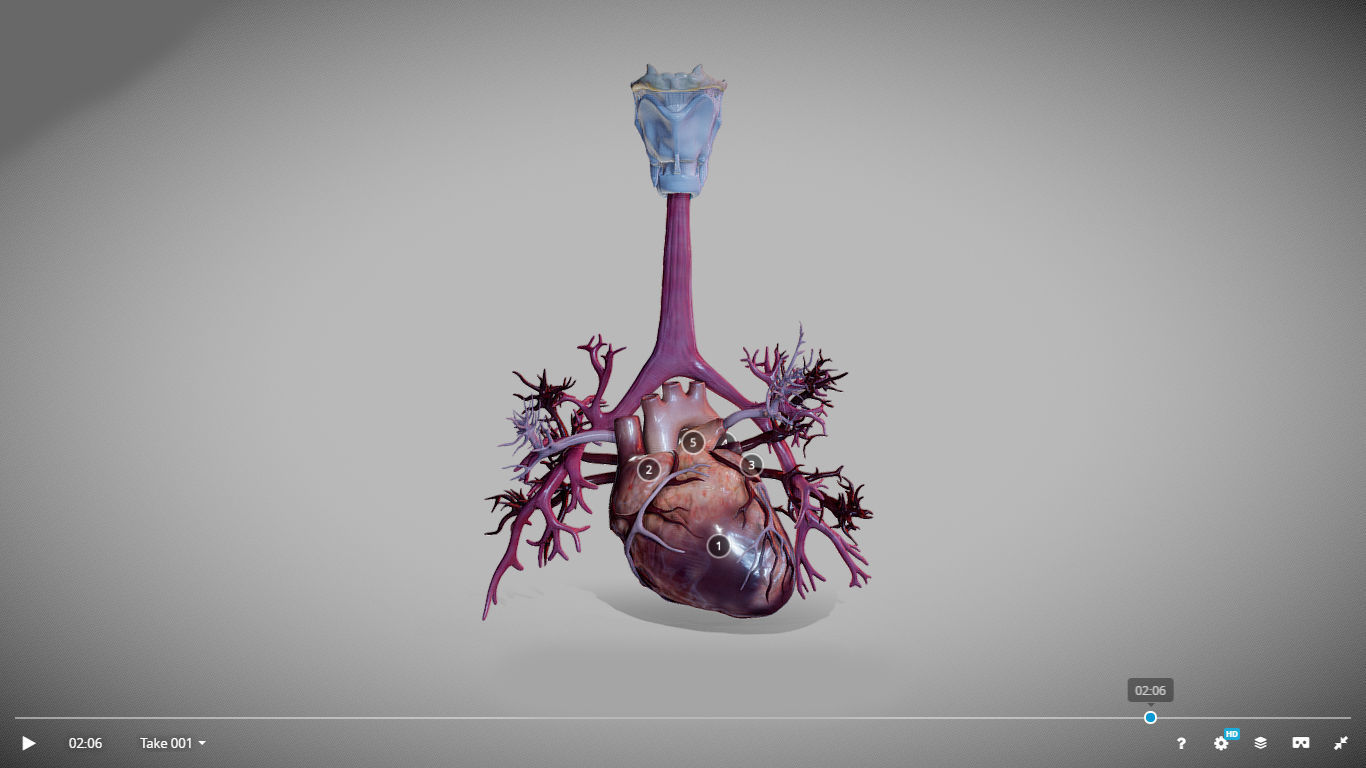 Heart Animated And Bronchial Airways Low-poly 3D model_5