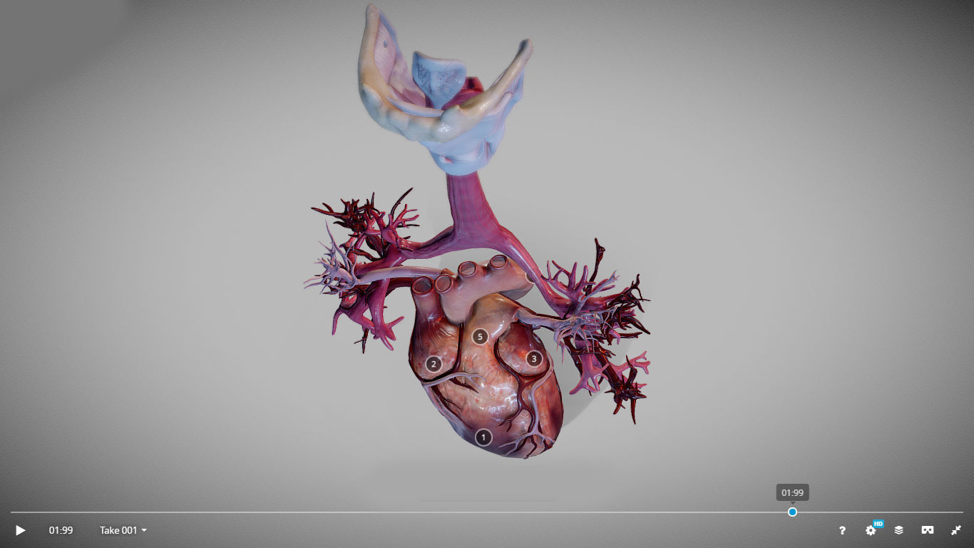Heart Animated And Bronchial Airways Low-poly 3D model_14
